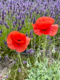 Poppies in the lavender field