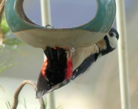 hanging from the feeder