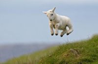 happy sheep