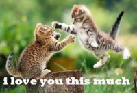 A cat-hug for you