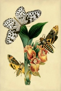 BUTTERFLIES AND ORCHIDS IN PHOTOS AND ART!  Maria Sibylla Merian (1647-1717) first naturalist to observe in nature, rather than specimens.