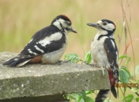 This is the younger Juvenile Greater Spotted Woodpecker