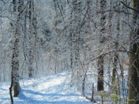 Wintery trail behind my house.