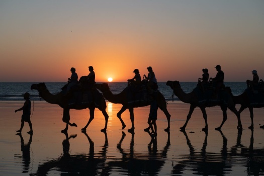 The camels at sunset