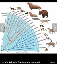 The Carnivora Mammals Evolution