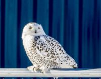 Snowy Owl