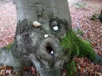 Herr Baum