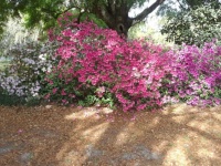 My azaleas are in full bloom today 3/13/24