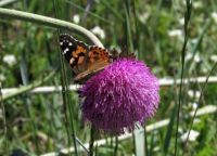 Butterfly on Thistle 2