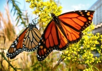 WOW - Beautiful to watch the Monarch Butterflies