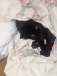 Raven snuggled under the comforter