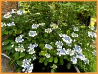 Beautiful hydrangeas.  Prachtige hortensia's.