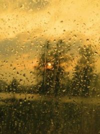 Sunny Rain