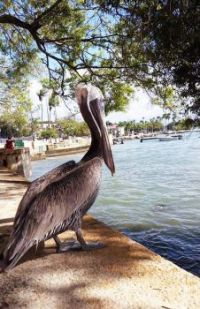 San Juan pelican