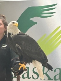 American Eagle at the Alaskan Raptor Recovery Centre, Alaska