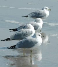 Ring-beaked Gulls (large)