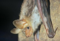 Bats in Malta 1.