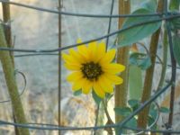 My Little Sunflower