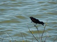 Red-winged Blackbird, male