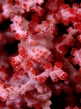corals02-pygmy-sea-horse