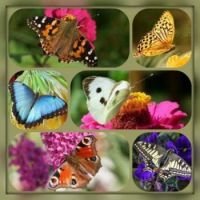 Butterflies & Flowers 1