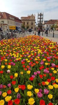 Tulips