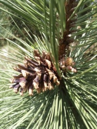 Pine cone