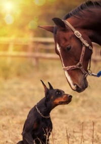 Horse meets dog.