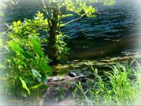 MORNING SUNLIGHT DRAWS PAINTED TURTLES