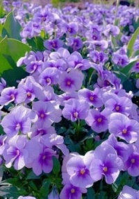 Flowers for today :-)