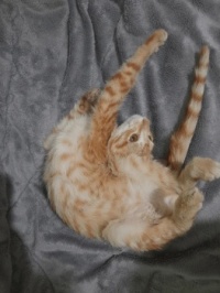 Cat yoga 🙏
