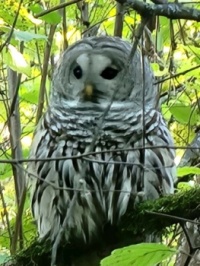 Owl in Oregon