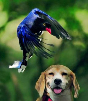 Formosan blue magpie landing over a smiling beagle