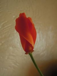 california poppy 2