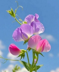Sweet pea