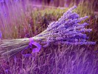 lavender_flowers