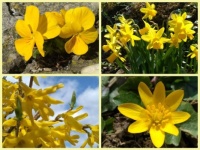 Spring flowers for spring birthday for Marina Nephele