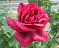 Rose and raindrops...