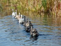 Cygnet Drill