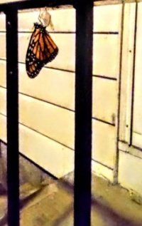 Butterfly Emergance