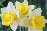 Daffodils in Iowa