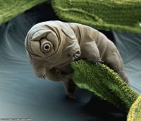 tardigrade_eyeofscience_960