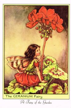 The Geranium Fairy