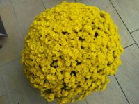 gele chrysant