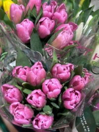 Pink tulips for sale!
