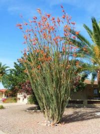 Ocotillo