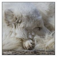 Sleeping Arctic Fox