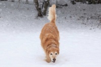 Snow dog 2