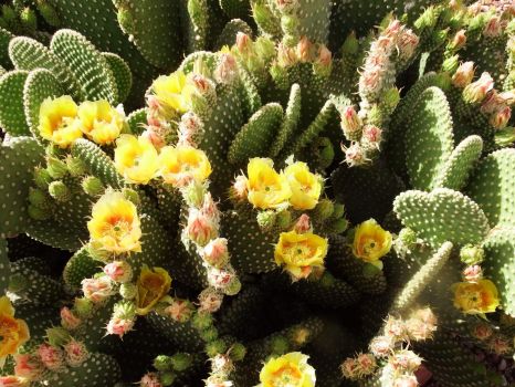 Blooming Pincushion Cactus