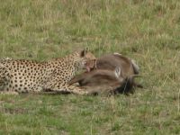 Masaai Mara